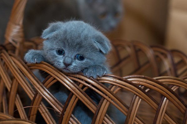 В Самарской области будут судить мужчину, который забил насмерть двухмесячного котенка об стену 