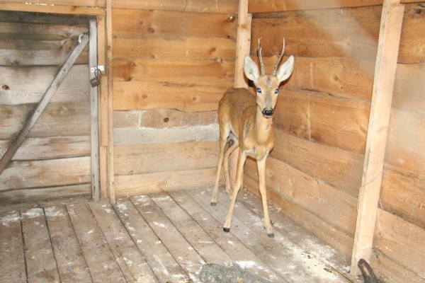 Возле Жигулевской ГЭС стая одичавших собак напала на косуленка 