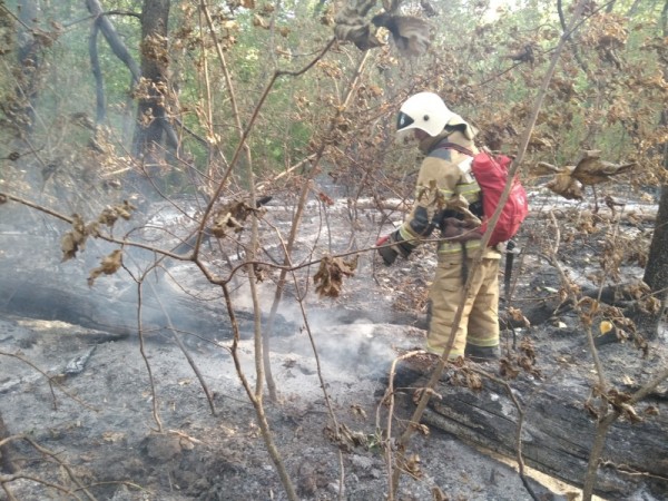 В Тольятти завели второе уголовное дело из-за лесных пожаров 