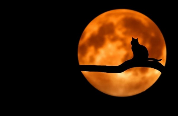 Самарский РКЦ "Прогресс" свернул лунную программу 