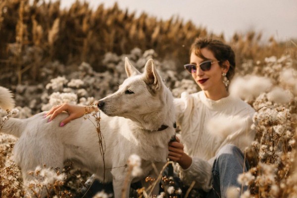 &laquo;Спасти Муму&raquo;: в Самаре рассказали, как гуманно решить проблему бездомных животных