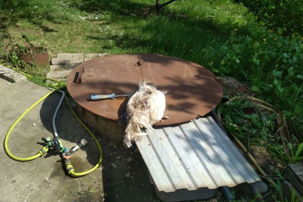 В Большечерниговском районе Самарской области у населения и предпринимателей изымут домашнюю птицу 