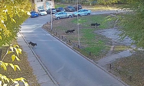 В блогах: в Тольятти в субботу 9 октября стая бродячих собак напала на домашнюю 