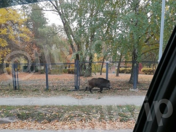 Около детского сада в Тольятти заметили дикого кабана утром 6 октября 2021 года 