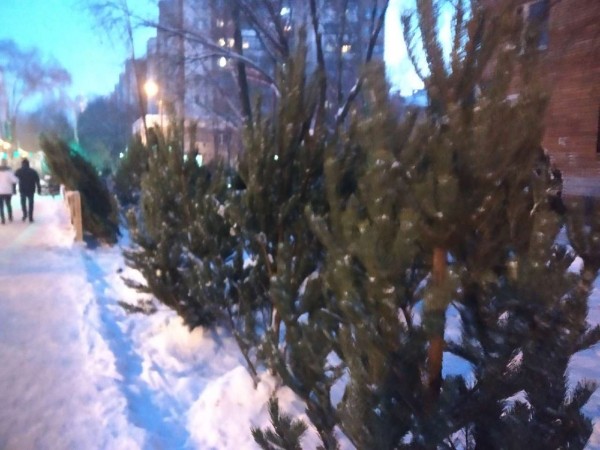 &laquo;Еще не поздно&raquo;: рассказываем, где и за сколько купить и украсить елку в Самаре