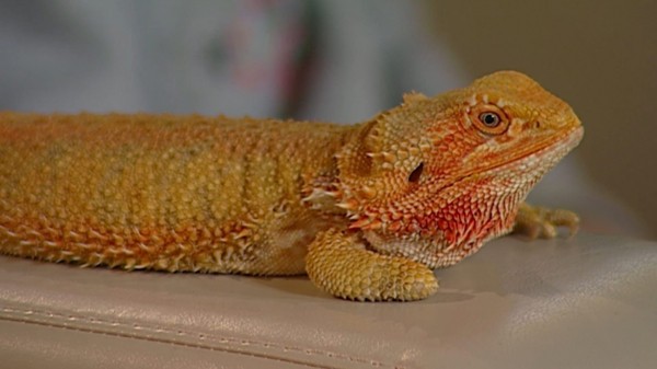 Змея в квартире и огромная ящерица. В Самаре сняли новое ток-шоу об удивительных питомцах  