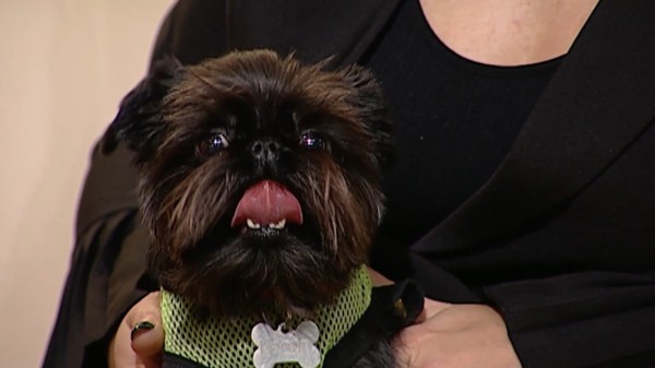 Змея в квартире и огромная ящерица. В Самаре сняли новое ток-шоу об удивительных питомцах  