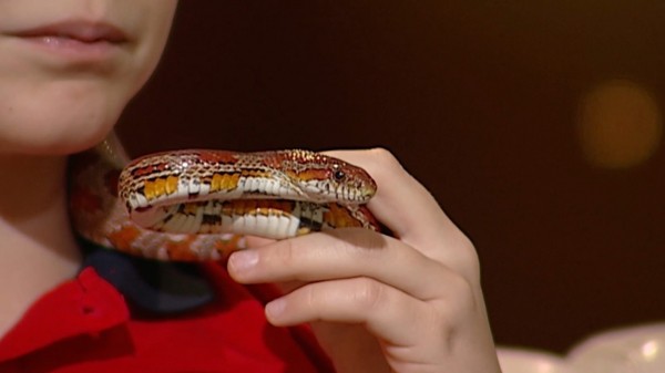 Змея в квартире и огромная ящерица. В Самаре сняли новое ток-шоу об удивительных питомцах  