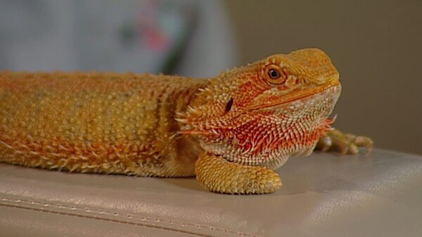 Змея в квартире и огромная ящерица. В Самаре сняли новое ток-шоу об удивительных питомцах  