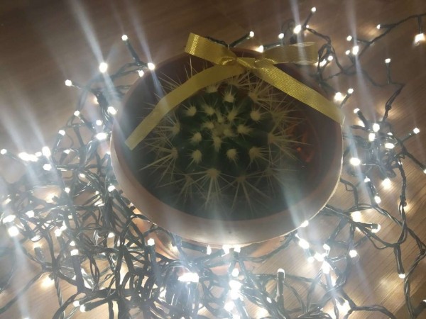 &laquo;Еще не поздно&raquo;: рассказываем, где и за сколько купить и украсить елку в Самаре