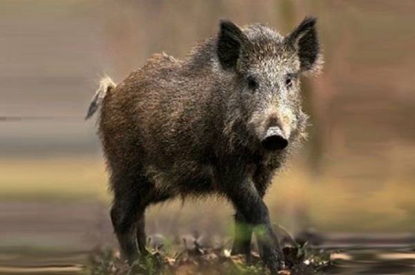 Ситуация с распространением африканской чумы свиней стабилизировалась Ситуация с распространением африканской чумы свиней стабилизировалась