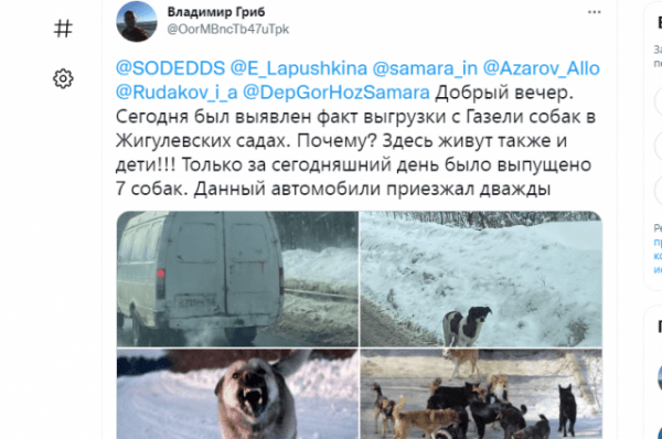 Бродячих собак вывозят в Красноглинский район