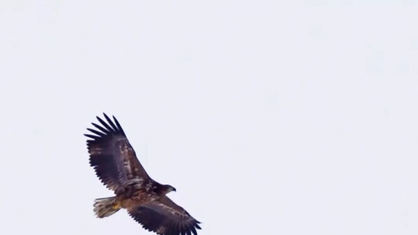 В Самарской области огромный хищник устроил воздушный бой