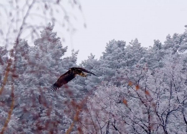 В Самарской области огромный хищник устроил воздушный бой
