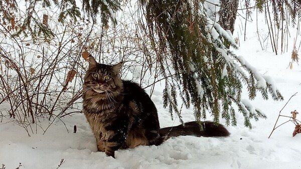 Метеорологи узнали, сколько еще в Самаре продержится зима с морозом до -10&deg;C