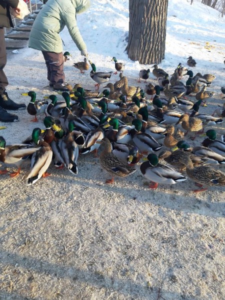 Крики, стоны и Хинштейн: что происходит вокруг скандального строительства нового ЖК на 5-й просеке в Самаре