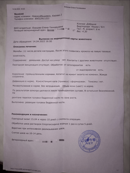 &laquo;Сломали лапу и сказали, что так и было&raquo;: в Самарской области после плановой операции кот остался инвалидом