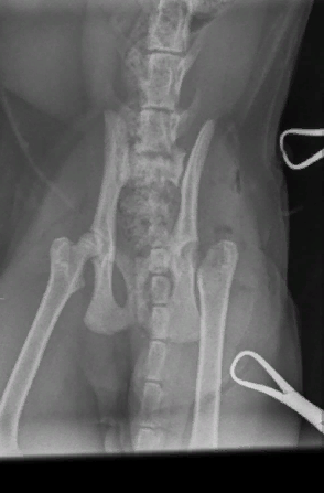 &laquo;Сломали лапу и сказали, что так и было&raquo;: в Самарской области после плановой операции кот остался инвалидом