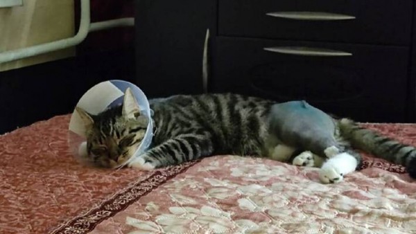 &laquo;Сломали лапу и сказали, что так и было&raquo;: в Самарской области после плановой операции кот остался инвалидом