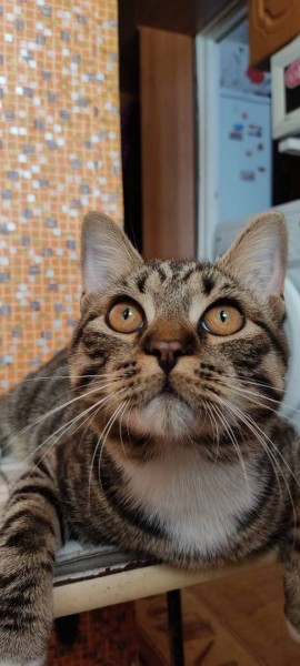 &laquo;Сломали лапу и сказали, что так и было&raquo;: в Самарской области после плановой операции кот остался инвалидом