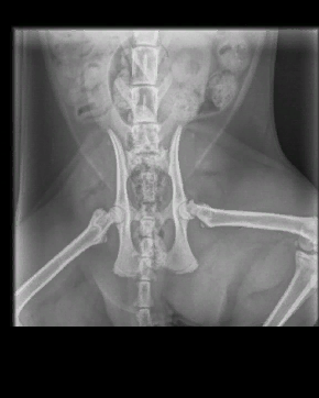 &laquo;Сломали лапу и сказали, что так и было&raquo;: в Самарской области после плановой операции кот остался инвалидом