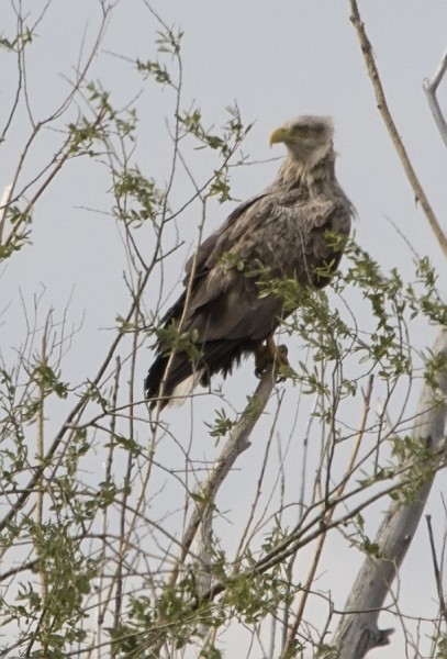 В Самарской области обнаружены вымирающие виды животных В Самарской области обнаружены вымирающие виды животных