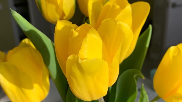 Это изгонит всю нечисть из дома: запреты на Марков день 8 мая 2022 года Это изгонит всю нечисть из дома: запреты на Марков день 8 мая 2022 года