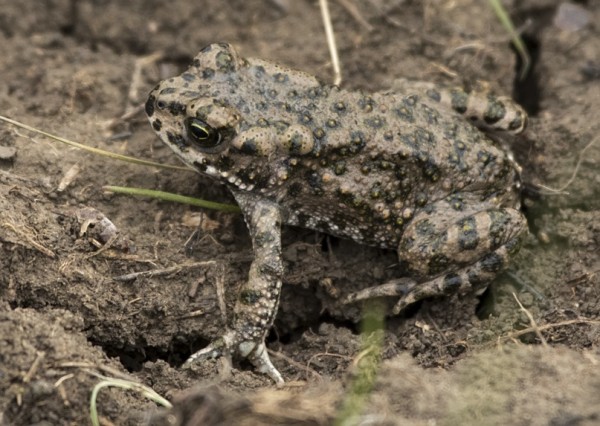 В Самарской области обнаружены вымирающие виды животных В Самарской области обнаружены вымирающие виды животных