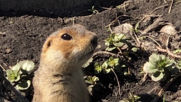 В Самарской области обнаружены вымирающие виды животных В Самарской области обнаружены вымирающие виды животных
