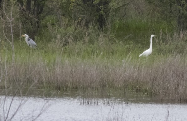 В Самарской области обнаружены вымирающие виды животных В Самарской области обнаружены вымирающие виды животных