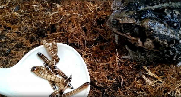 Настоящие &laquo;проглоты&raquo;: самарский зоопарк выложил видео, как жаба ест личинок 